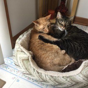 Meet Your Top Rated Poshmark Ambassador!